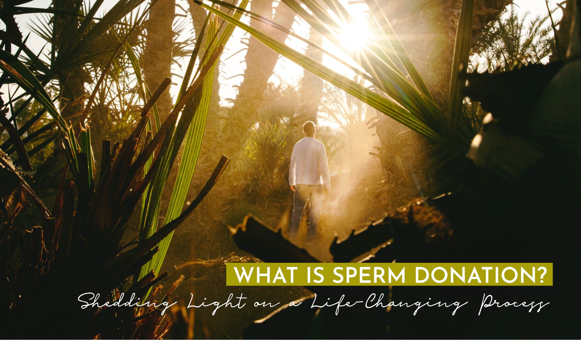 Sperm Donation